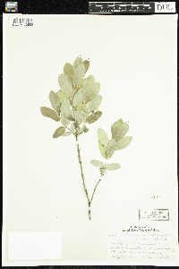 Lonicera oblongifolia image