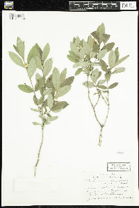 Lonicera oblongifolia image