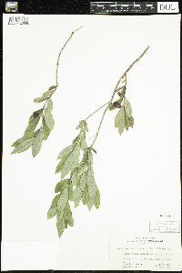 Lonicera oblongifolia image