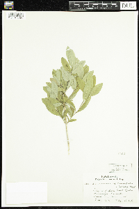 Lonicera oblongifolia image