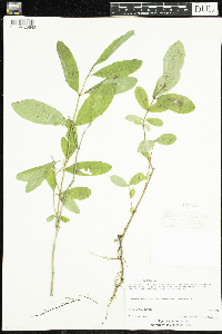 Lonicera oblongifolia image