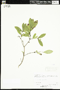 Lonicera oblongifolia image