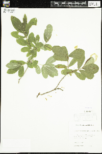 Lonicera oblongifolia image