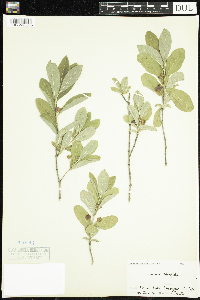 Lonicera oblongifolia image