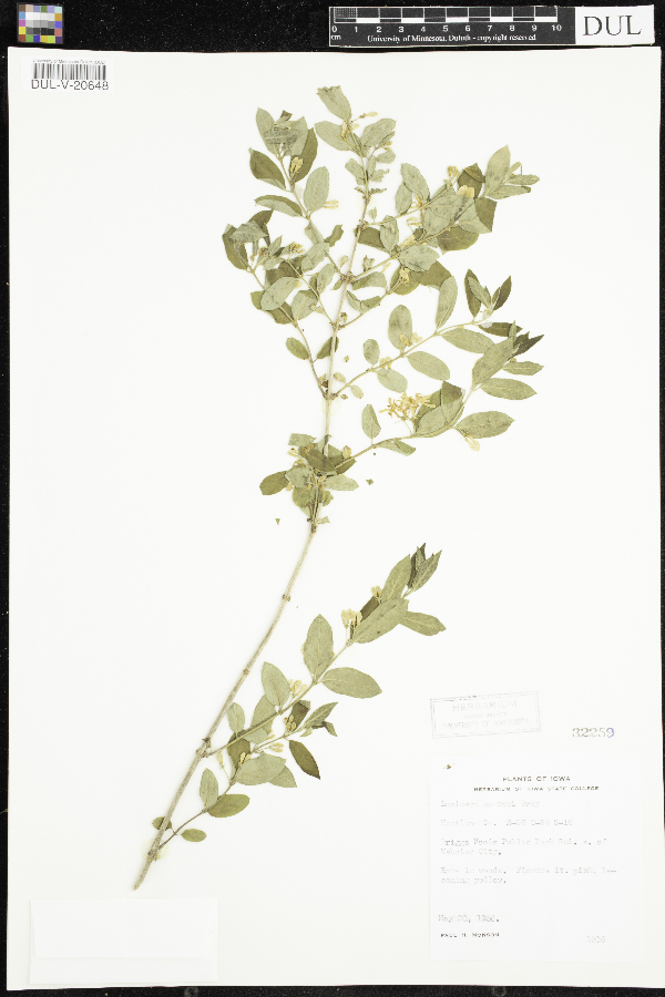 Lonicera morrowii image