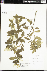 Image of Lonicera japonica