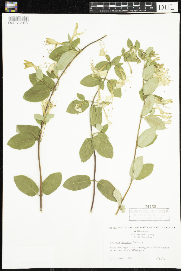 Lonicera japonica image