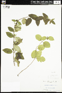 Lonicera japonica image