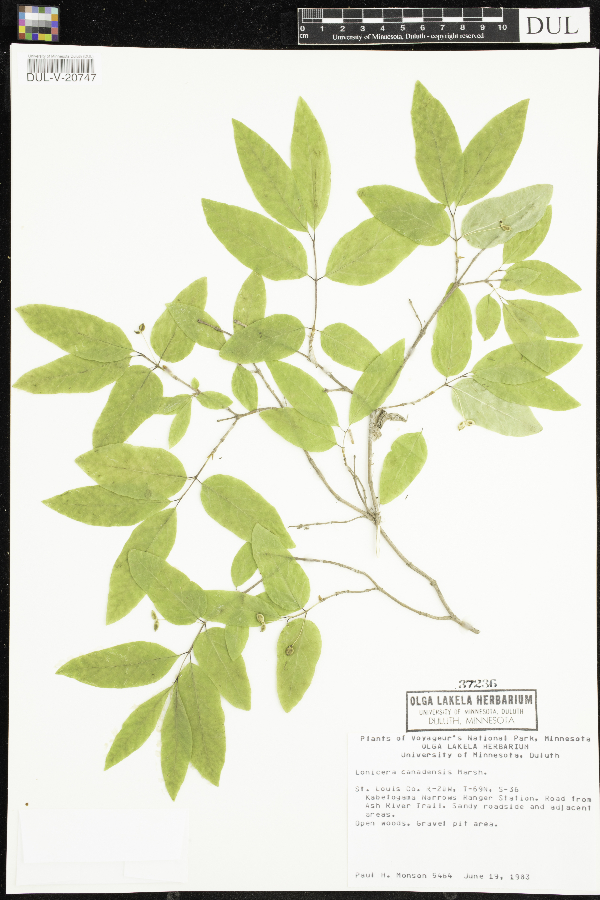 Lonicera canadensis image