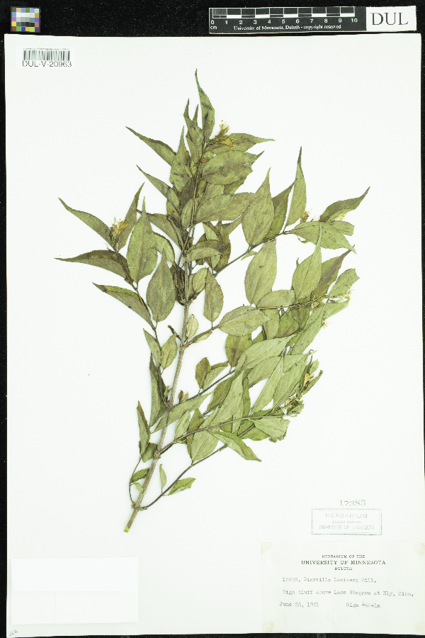 Diervillaceae image