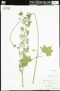 Image of Humulus japonicus