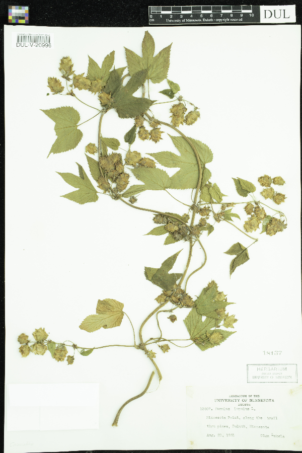 Humulus lupulus image