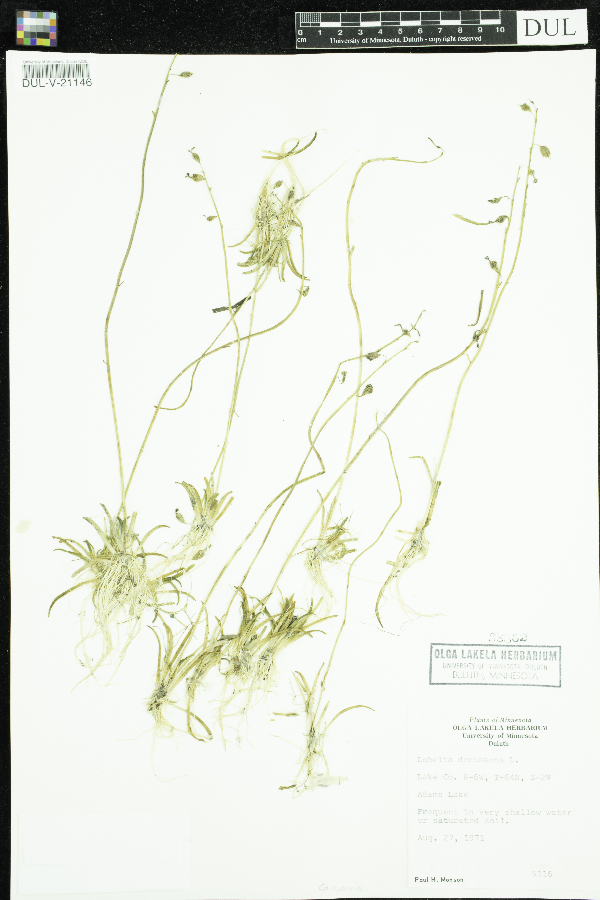 Lobeliaceae image