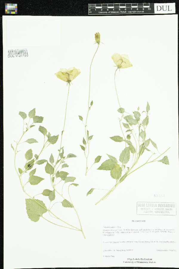 Campanula carpatica image