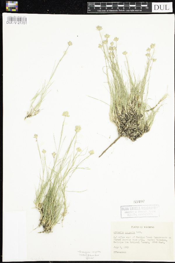 Eremogone congesta image