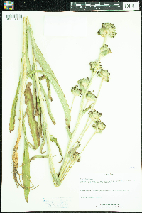 Campanula cervicaria image