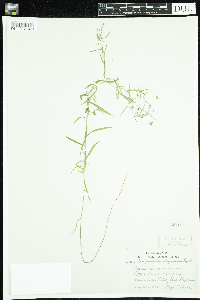 Campanula aparinoides image