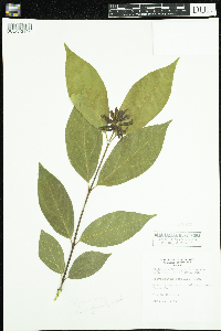 Calycanthus floridus image