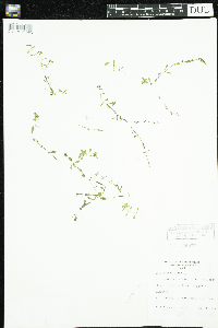 Callitriche palustris image