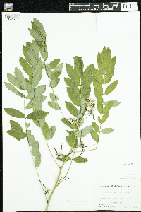 Senna marilandica image