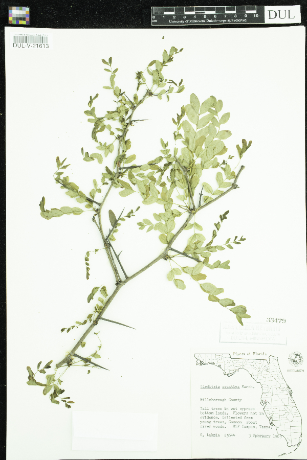 Gleditsia aquatica image