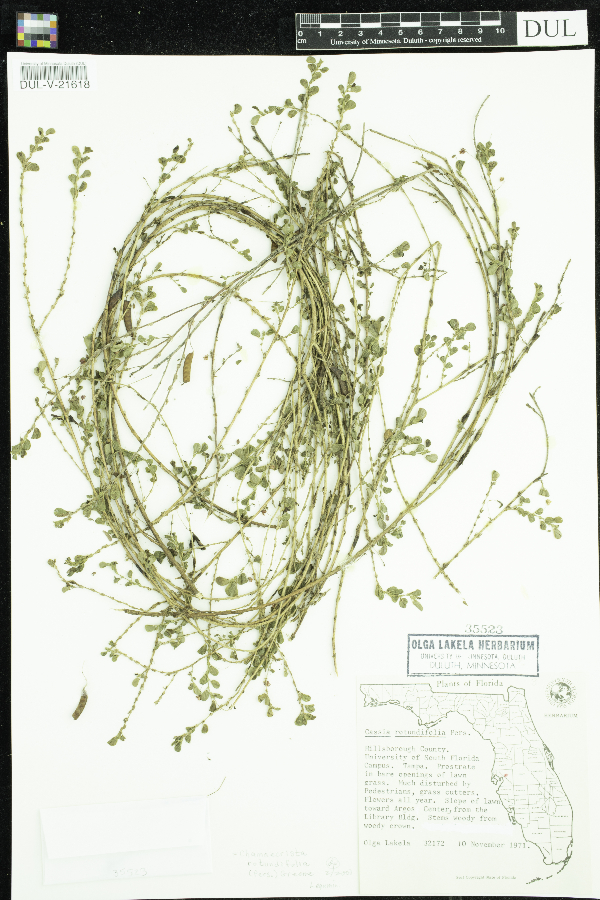 Chamaecrista rotundifolia image