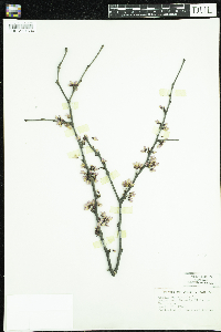 Cercis canadensis image