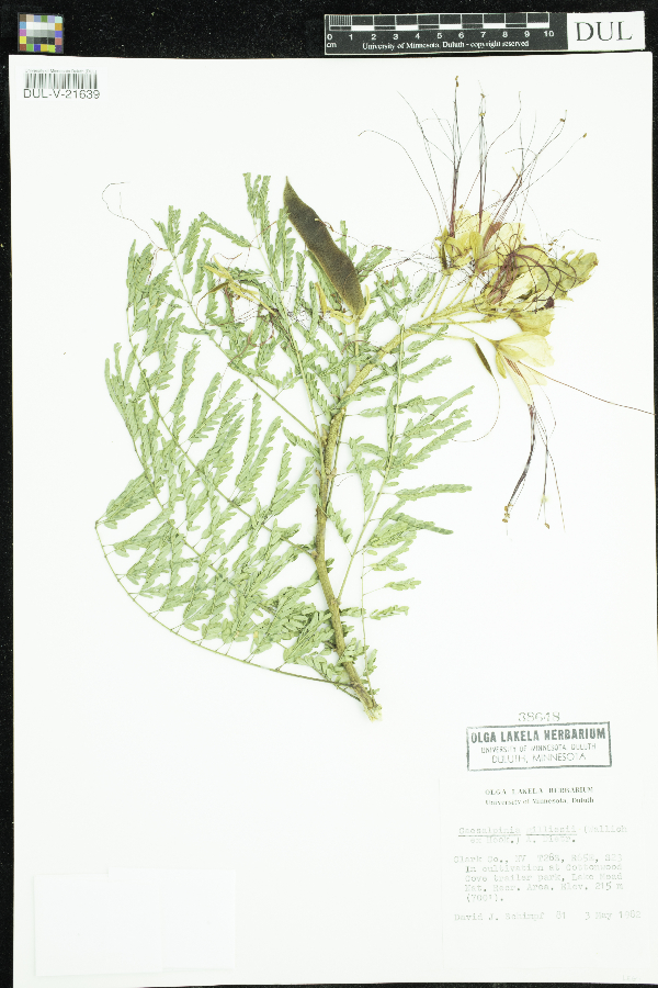 Caesalpinia gilliesii image