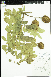 Caesalpinia crista image