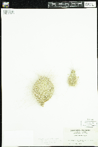 Opuntia polyacantha image