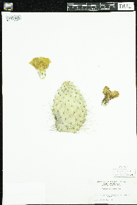 Image of Opuntia polyacantha