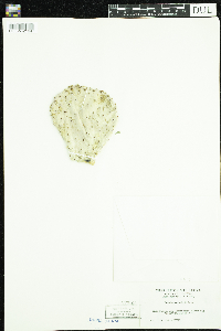 Image of Opuntia basilaris