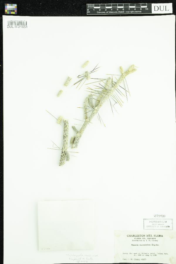 Cylindropuntia ramosissima image