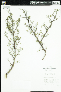 Bursera microphylla image