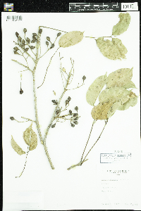 Image of Bursera simaruba