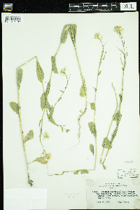 Sinapis arvensis subsp. arvensis image