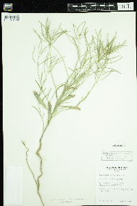 Sisymbrium linifolium image