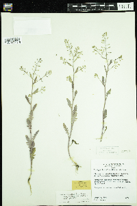 Rorippa palustris subsp. palustris image