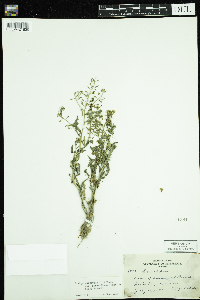 Rorippa palustris subsp. palustris image