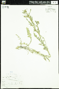 Persicaria maculosa image