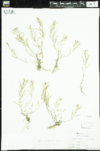 Sibara virginica image