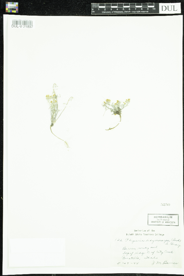 Physaria didymocarpa image