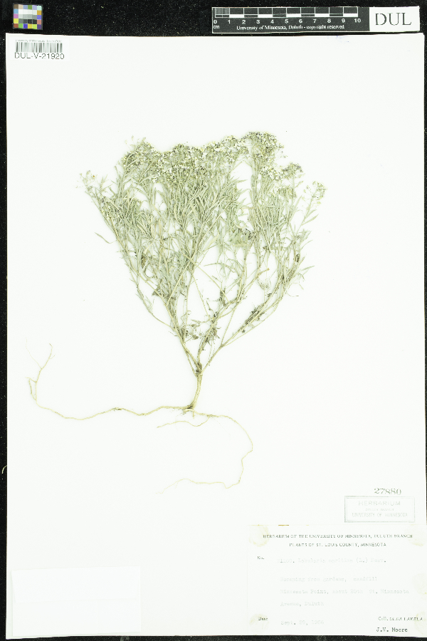 Lobularia maritima image
