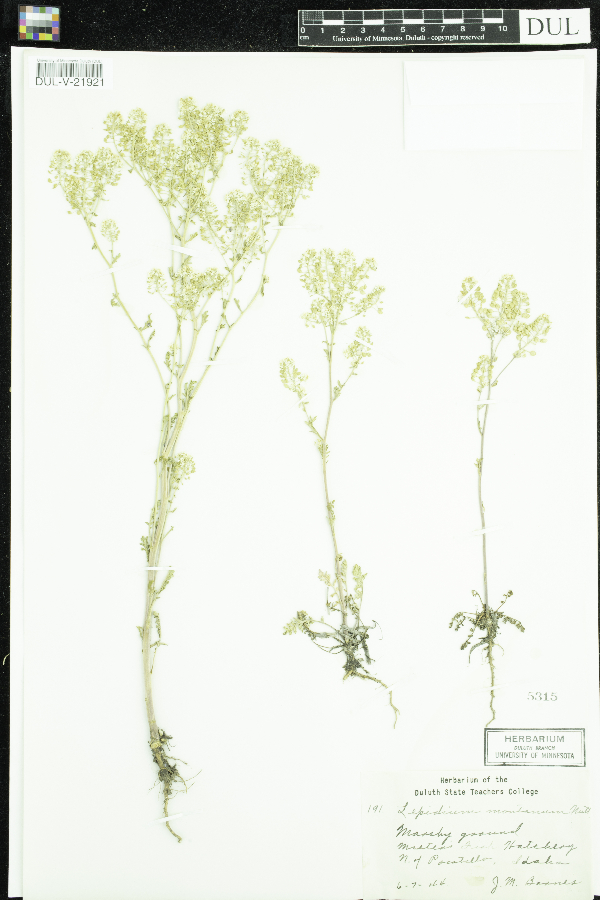 Lepidium montanum image