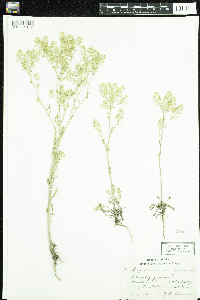 Image of Lepidium montanum