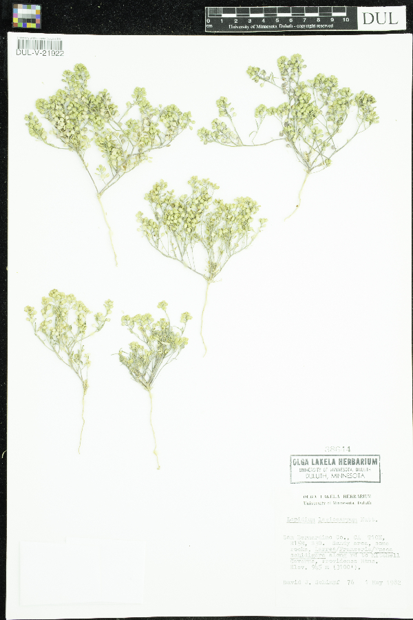 Lepidium lasiocarpum image