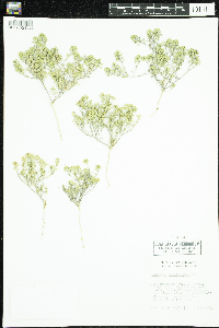Image of Lepidium lasiocarpum