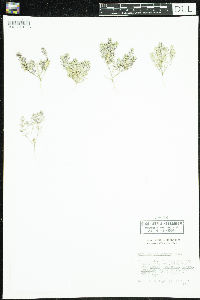 Lepidium lasiocarpum image