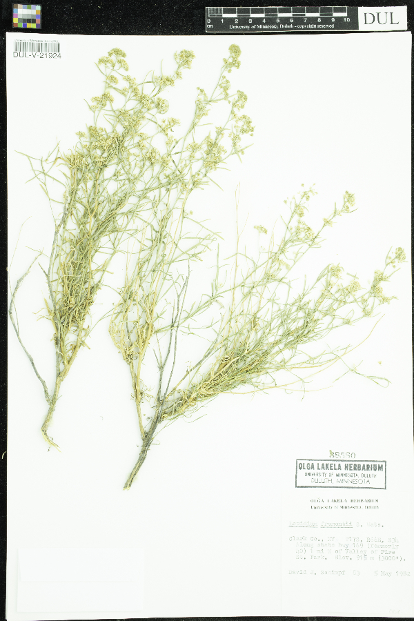 Lepidium fremontii image