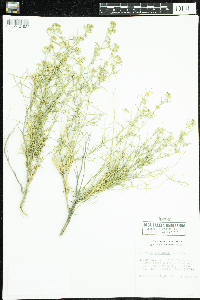 Image of Lepidium fremontii